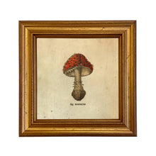Load image into Gallery viewer, Ag. Muscarius Mushroom Vintage Illustration Framed Print